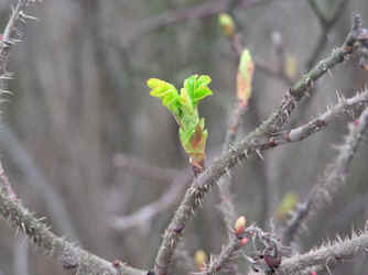 erste Austriebe und Knospen der Hundsrose