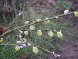 Knospen und Blte der Saalweide