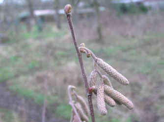 Knospen und Bltenstand Zpfchen der Haselnuss