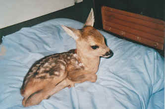 Bambi