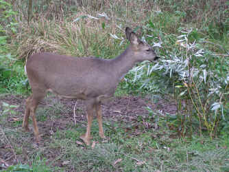 Reh frisst Silberweide