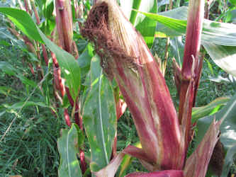 Maispflanze mit Maiskolben