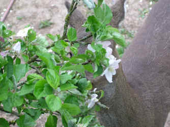 Apfelbaum  Austrieb und Blüte