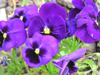 Stiefmütterchen violet
