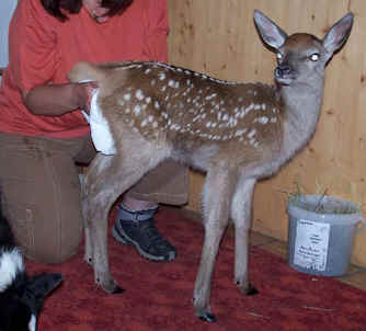 Hirschkalb Waidloch Massage