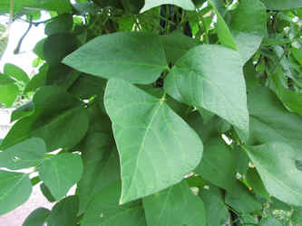 Blätter der Bohnenpflanze