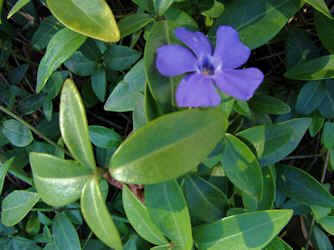 kleines Immergrün blau violette Blüte