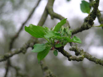 Austriebe vom Apfelbaum