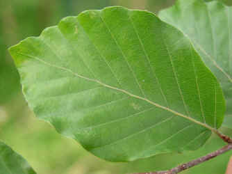 Blatt der Rotbuche im Sommer