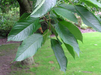 Blätter Kirschbaum
