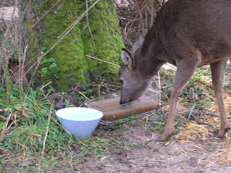 Reh trinkt Wasser