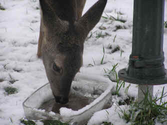 Reh trinkt Wasser im Winter