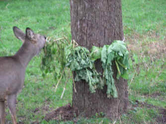 Herbst- und Wintersung Rehwild