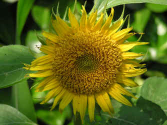 Sonnenblume