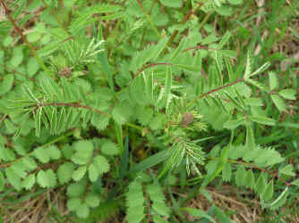 kleiner Wiesenknopf