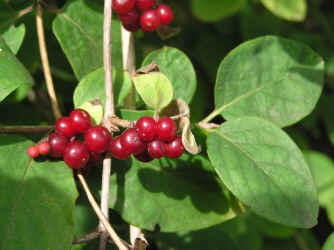 rote Heckenkirsche, Frchte Beeren