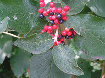 wolliger Schneeball, Frchte Beeren