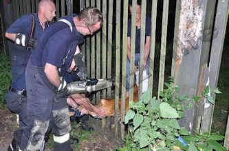 Feuerwehr befreit Reh aus Zaun