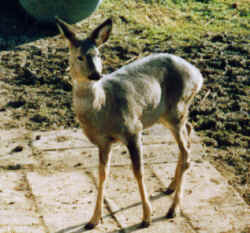 Rehkitz Bambi