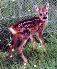 Rehkitz Bambi