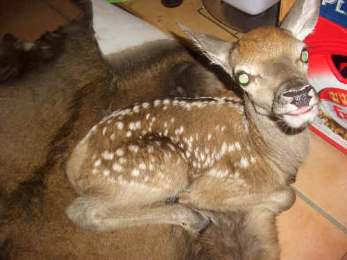 Hirschkalb Sissy