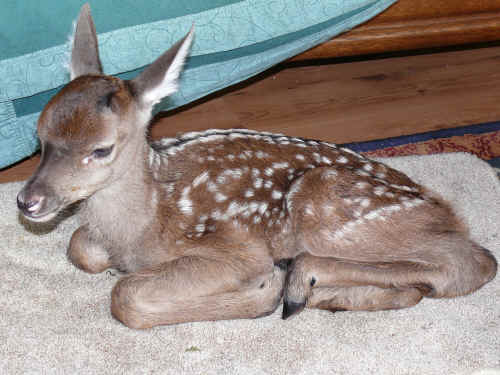 Hirschkalb