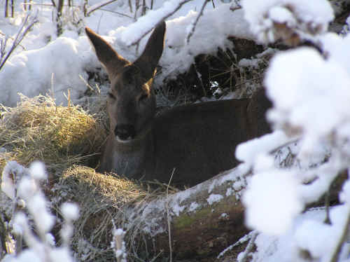 Wildunfall in Bayern: Hirsch springt durch die Windschutzscheibe