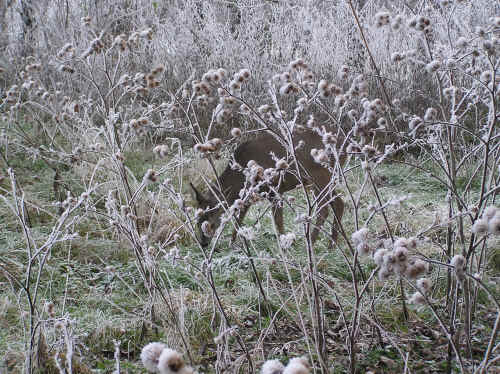 Wildunfall in Bayern: Hirsch springt durch die Windschutzscheibe