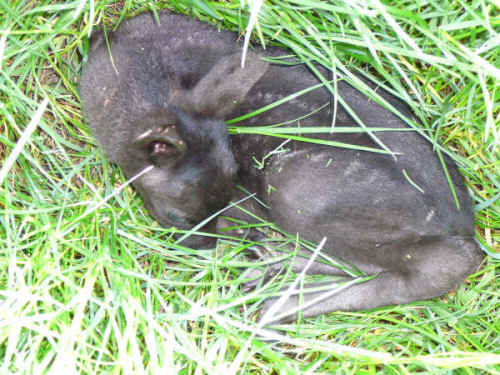 schwarze Rehkitz 2
